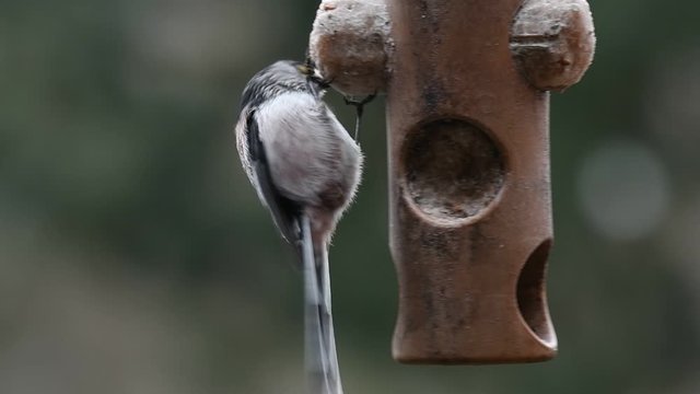 Long-tailed tit / long-tailed bushtit (Aegithalos caudatus) feeding on fat from garden bird feeder