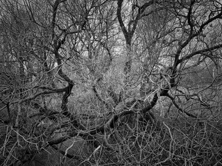 
tree branches stretch towards the viewer, covering the entire frame