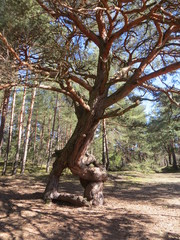 Werewolf Pine