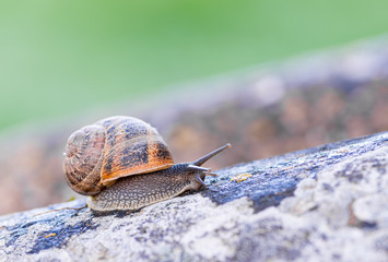 Detail of a Snail