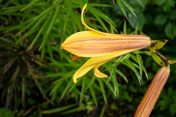 Lily, flower in the garden, ornamental flowerbed. Photo in the natural environment.
