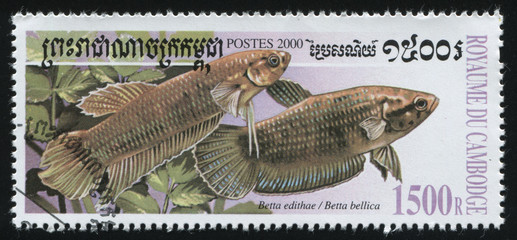 postage stamp with fish