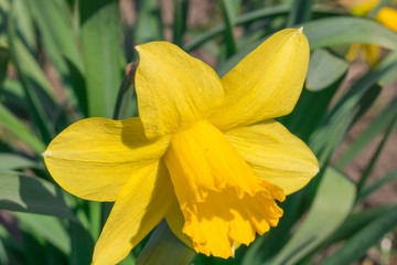 Yellow Narcissus flower on a background of green leaves