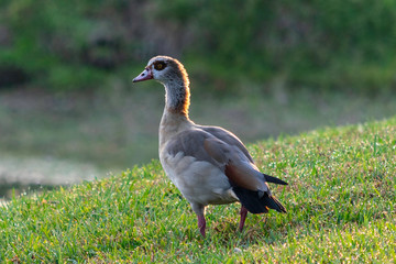 Egyptian Goose, West Palm Beach, Florida Bird, bird, nature, lake, animal, duck, wild, pond, wildlife, feather, red beak, birds, swim, river, grey, feathers, ducks, swimming, red legs, animals, park, 