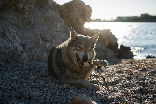 Tamaskan wolfdog enjoying the sun at the beach and being happy with a wooden stick