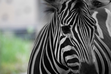 Fototapeta na wymiar portrait of zebra in a grassland.