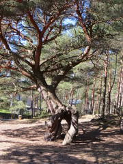 Werewolf Pine
