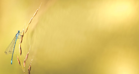 dragonfly in dewy grass at sunrise. blurred background of grass and pond
