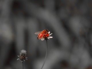 Bee standing on orange and white flower trying to get pollen with on a black and grey background
