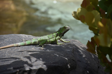 Creeping Green Iguana on a Rock in Aruba