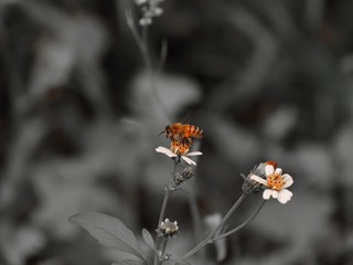 Bee standing on orange and white flower trying to get pollen with on a black and grey background