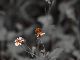 Bee standing on orange and white flower trying to get pollen with on a black and grey background