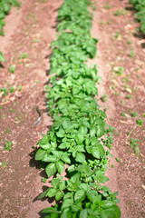Potatoes planted in a vegetable garden