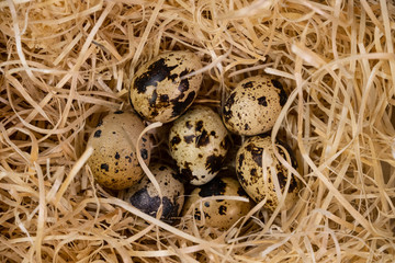Obraz premium Quail eggs in a nest of wooden shavings