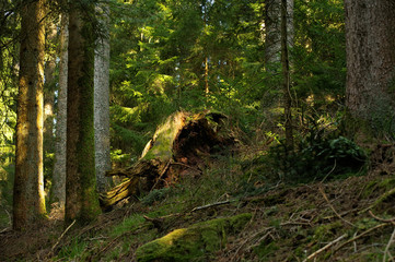 the Black Forest in action