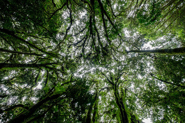 Forest during the rainy season on the mountains of northern Thailand