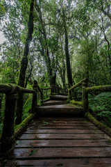 Obraz premium Forest during the rainy season on the mountains of northern Thailand