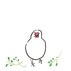 正面を向いた文鳥と足元の豆苗
