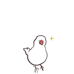 キリッとしている文鳥（白文鳥）