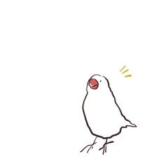 何かに気がついた文鳥（白文鳥）