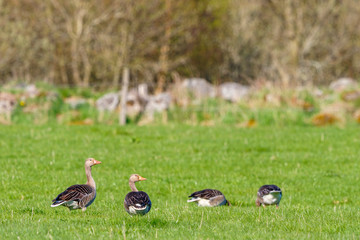 Greylag goose flock at a green field in spring