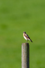 Wheatear bird at a wooden pole in the summer