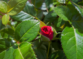 rose flower closeup