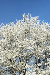 Cherry blossom, fruit blossom at springtime at the german Rhine valley