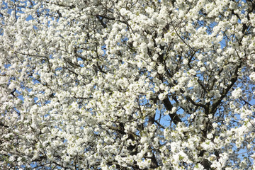 Cherry blossom, fruit blossom at springtime at the german Rhine valley