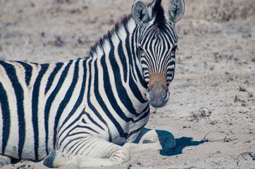 Fototapeta na wymiar zebra laying on the savannah