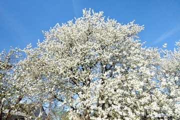 Cherry blossom, fruit blossom at springtime at the german Rhine valley