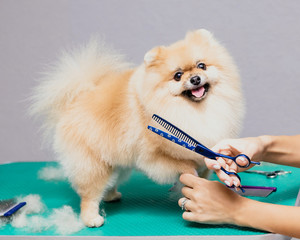 Happy cute Pomeranian Dog getting groomed at salon and looks into the frame. Professional cares for...