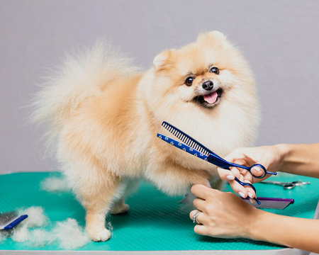 Happy cute Pomeranian Dog getting groomed at salon and looks into the frame. Professional cares for a dog in a specialized salon. Grummer hands with scissors. Selective focus.