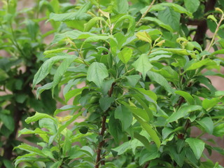 close up of a green plant