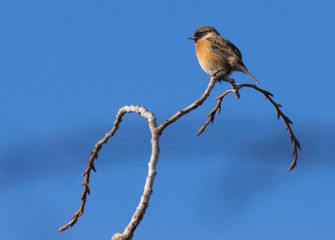 Stonechat (Saxicola torquata) on a branch