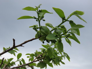 green leaves against blue sky