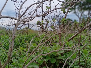 green grass on the beach