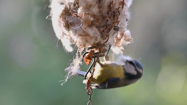 Blue tit (Cyanistes caeruleus / Parus caeruleus) collecting dry moss and cotton wool as nest building material for nesting garden birds in spring