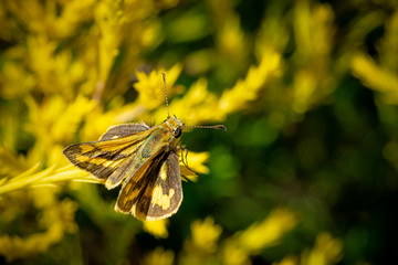Skipper Butterfly, Grass Dart. Small common Australian butterfly perched, closeup macro detail of...