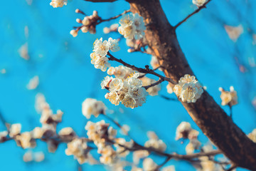 Blooming cherry tree