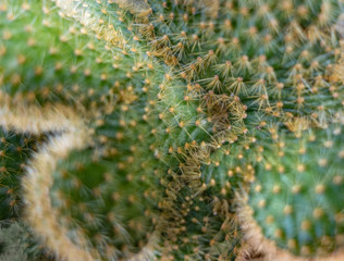 cactus closeup