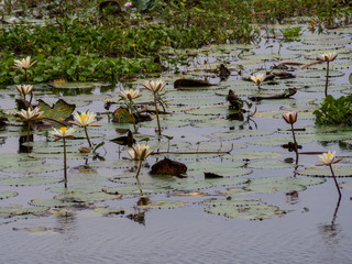 SRI LANKA