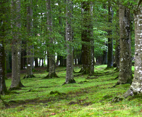 Fototapeta premium Forest with vertical trees and green grass on the ground