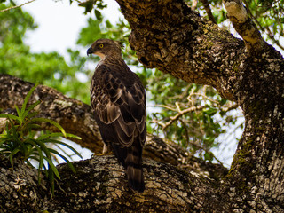 SRI LANKA