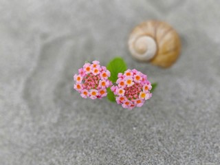 Pink flower