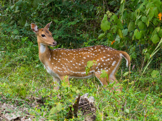 SRI LANKA