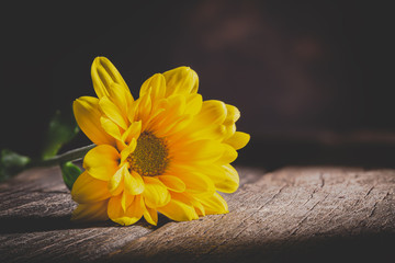 Yellow Daisy on an Old Wooden Table