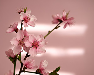 Flowering peach branch on a pink background with sun glare