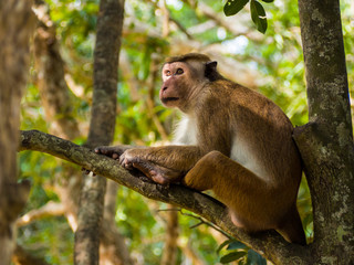 SRI LANKA