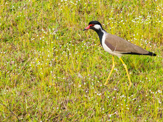 SRI LANKA